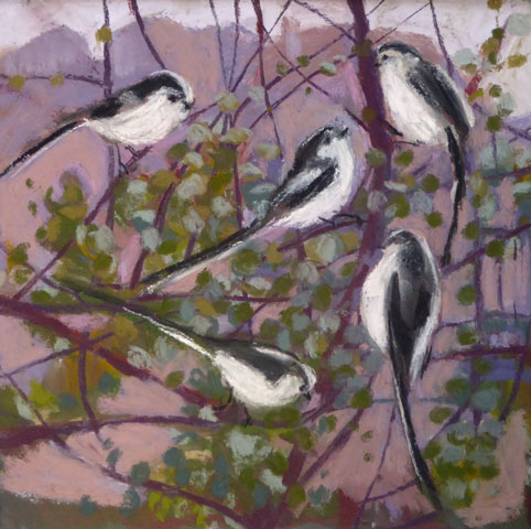 SAue Campion, Long Tailed Tits  in the Meuhlenbeckia 